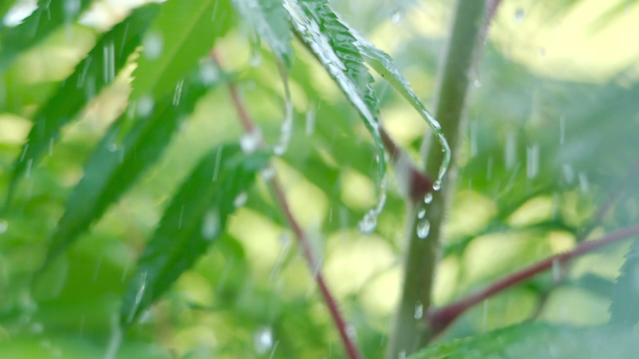 雨点从绿色的蕨类植物的叶子上滴下来。特写水滴绿叶前景。大雨落在绿色植物的叶子上。平静放松的冥想宁静的背景。视频素材