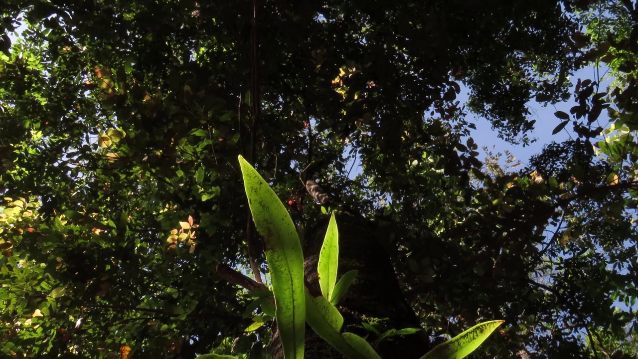 有阳光的蕨树视频素材