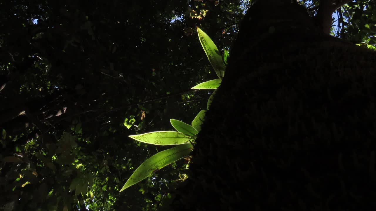 有阳光的蕨树视频素材