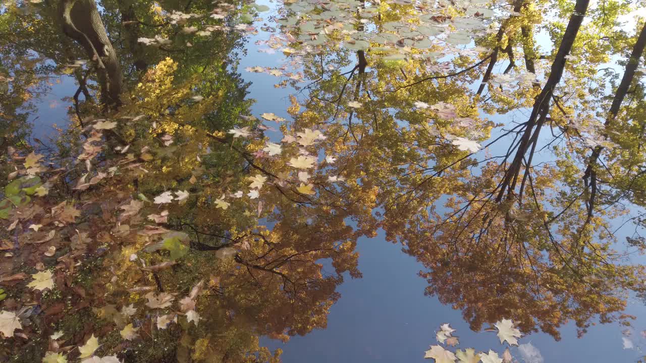 十月秋，枫叶浮在水面视频素材