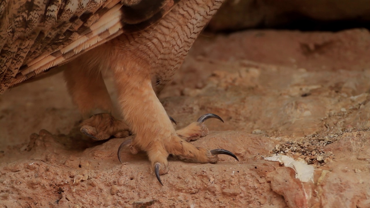 法老鹰鸮的爪子(Bubo ascalaphus)视频素材