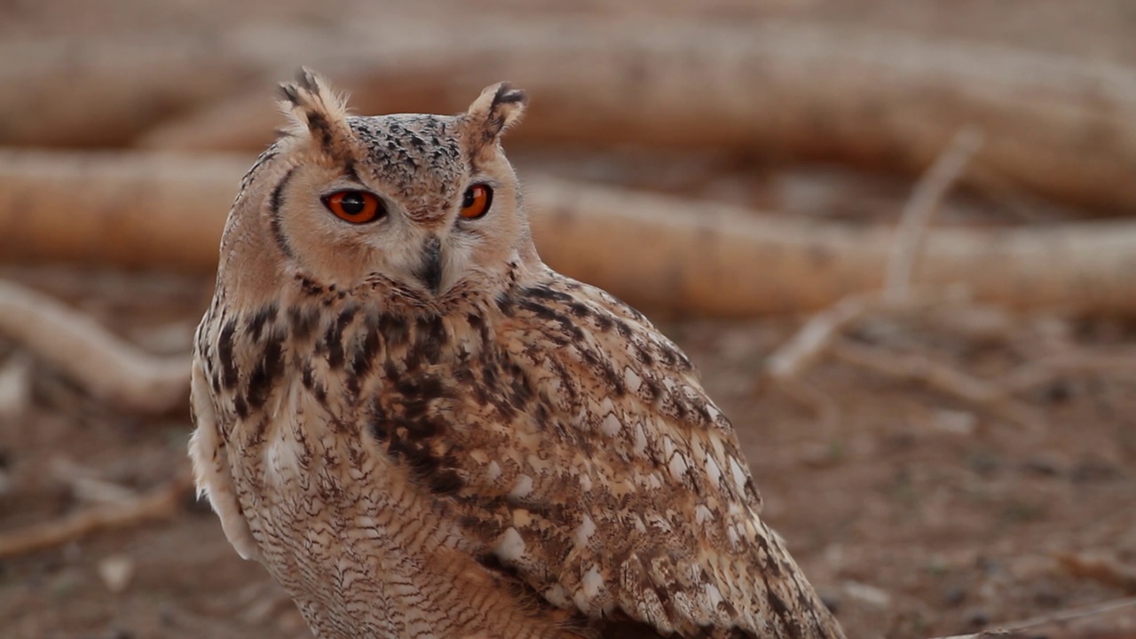 法老鹰鸮(Bubo ascalaphus)视频下载