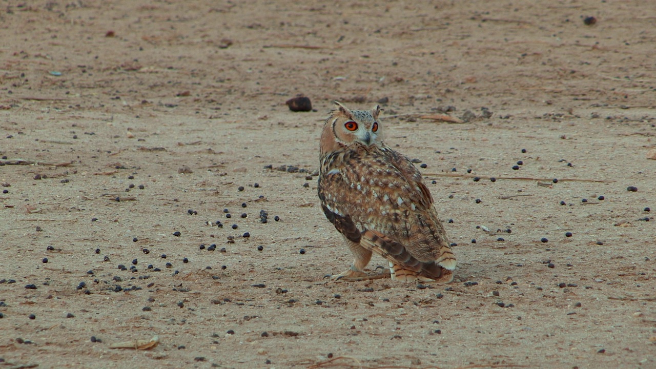 法老鹰鸮(Bubo ascalaphus)视频素材