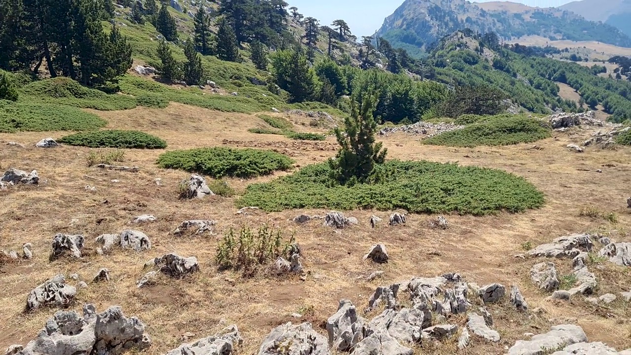 意大利波利诺国家公园的全景，在夏天阳光明媚的日子里，老洛里卡托松树视频素材