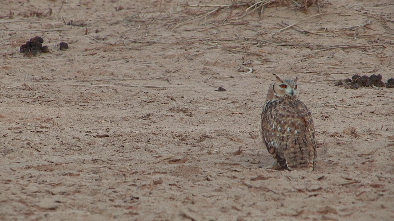 法老鹰鸮(Bubo ascalaphus)视频素材