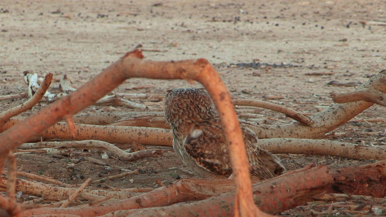 法老鹰鸮(Bubo ascalaphus)视频素材