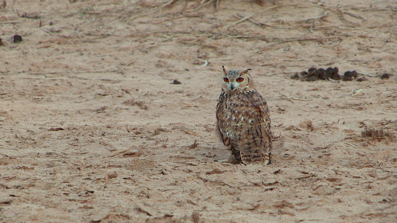 法老鹰鸮(Bubo ascalaphus)视频素材