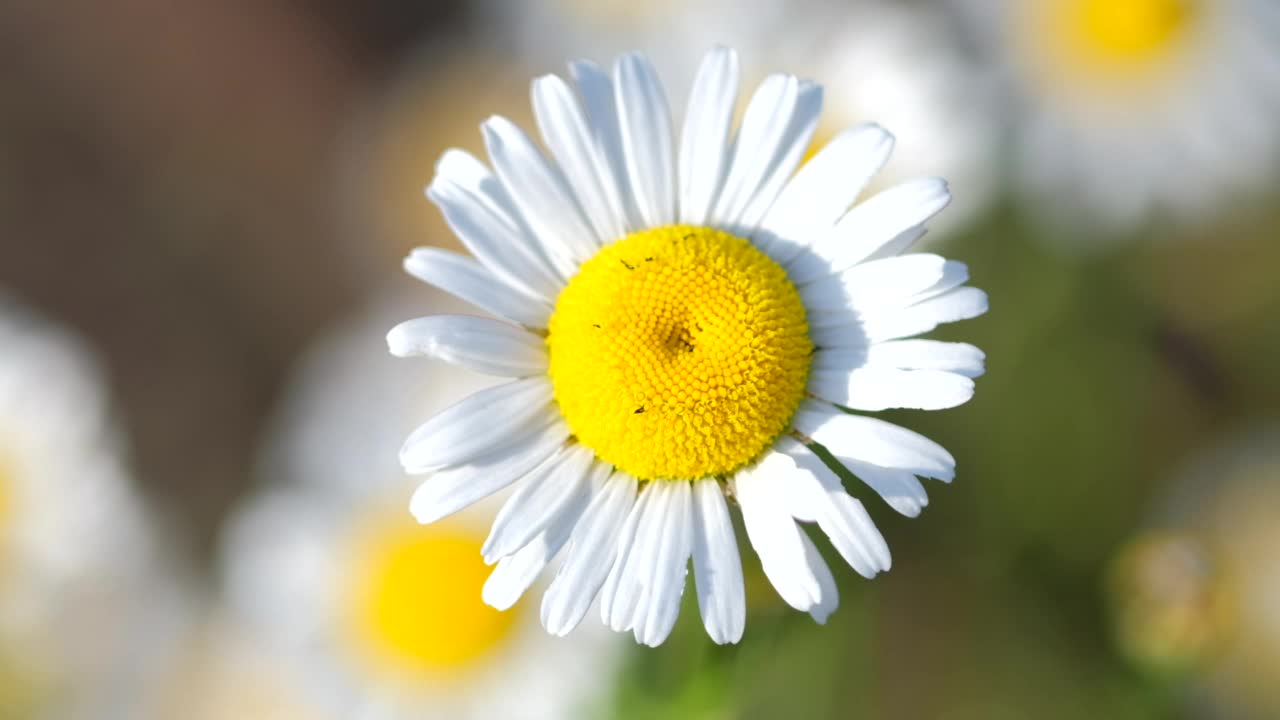 白色洋甘菊在风中摇曳。大菊花甘菊。绿色草地上的野花。自然，慢镜头，选择性聚焦视频素材