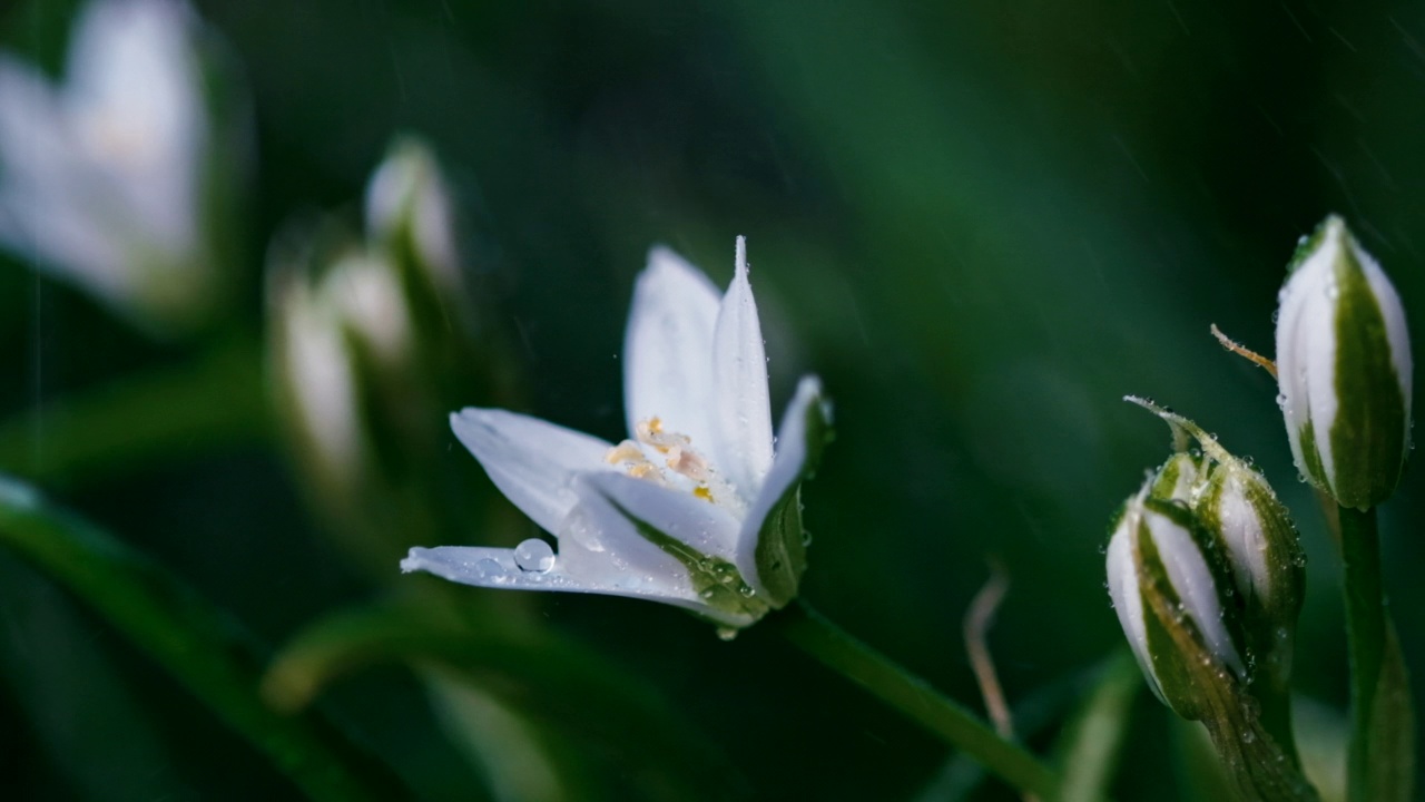 雨后的春天野花伯利恒之星(Ornithogalum伞形鸟-拉丁名)。田野里白草百合花，开花植物。自然模糊的花卉春天的背景。选择性对焦，慢动作视频素材