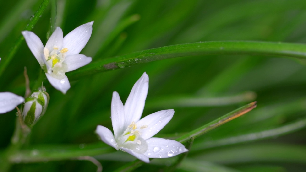 雨后的春天野花伯利恒之星(Ornithogalum伞形鸟-拉丁名)。田野里白草百合花，开花植物。自然模糊的花卉春天的背景。选择性对焦，慢动作视频素材