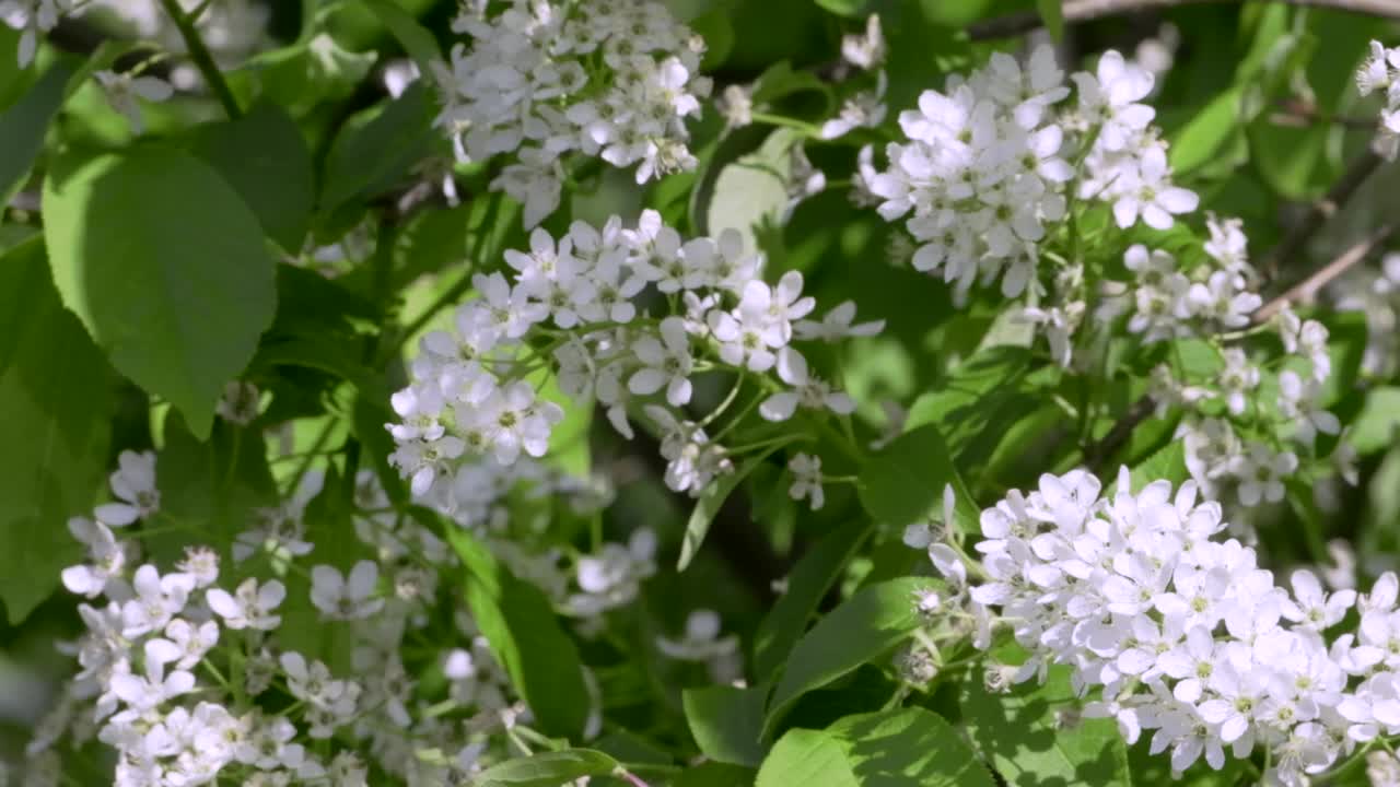 美丽的鸟樱花在春天树在风视频。鸟樱桃树在开花。开着白色小花的树。春天开花的树视频素材