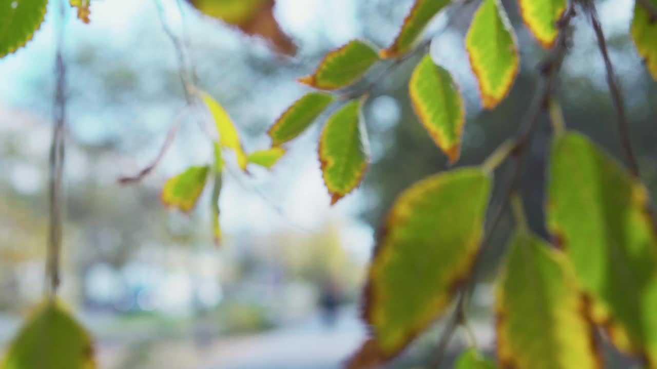 秋天的树叶在模糊多彩的背景。视频素材