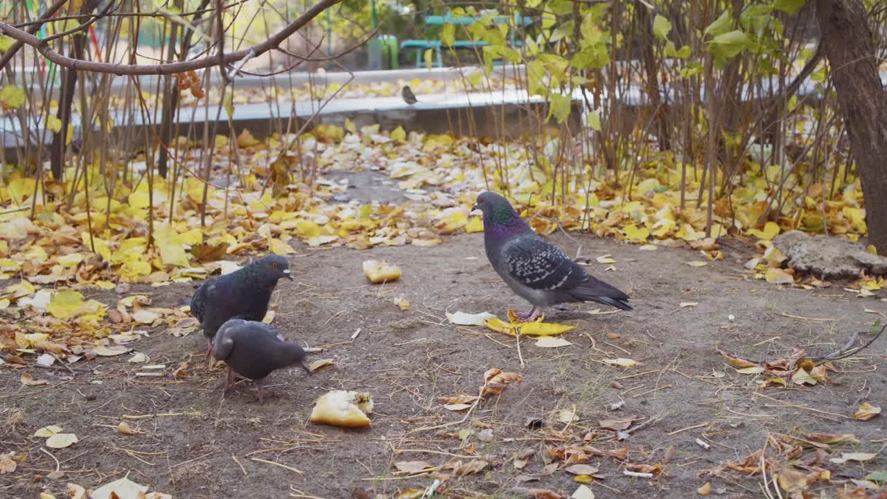 城市鸽子的自然栖息地。视频素材