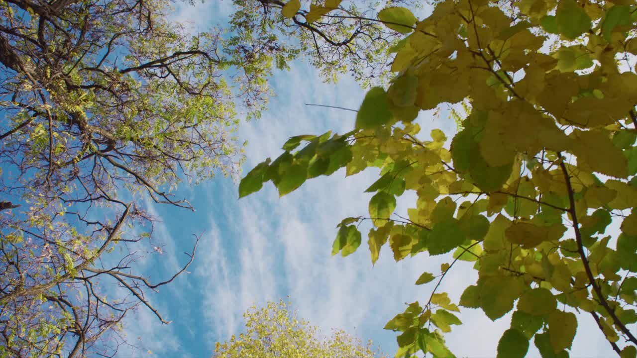 色彩缤纷的树叶在秋天的背景。视频素材