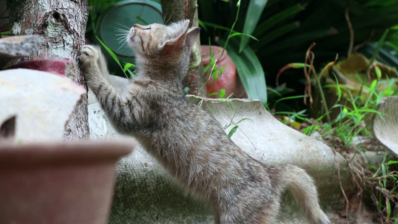 一只灰色的小猫在树干上抓指甲视频下载