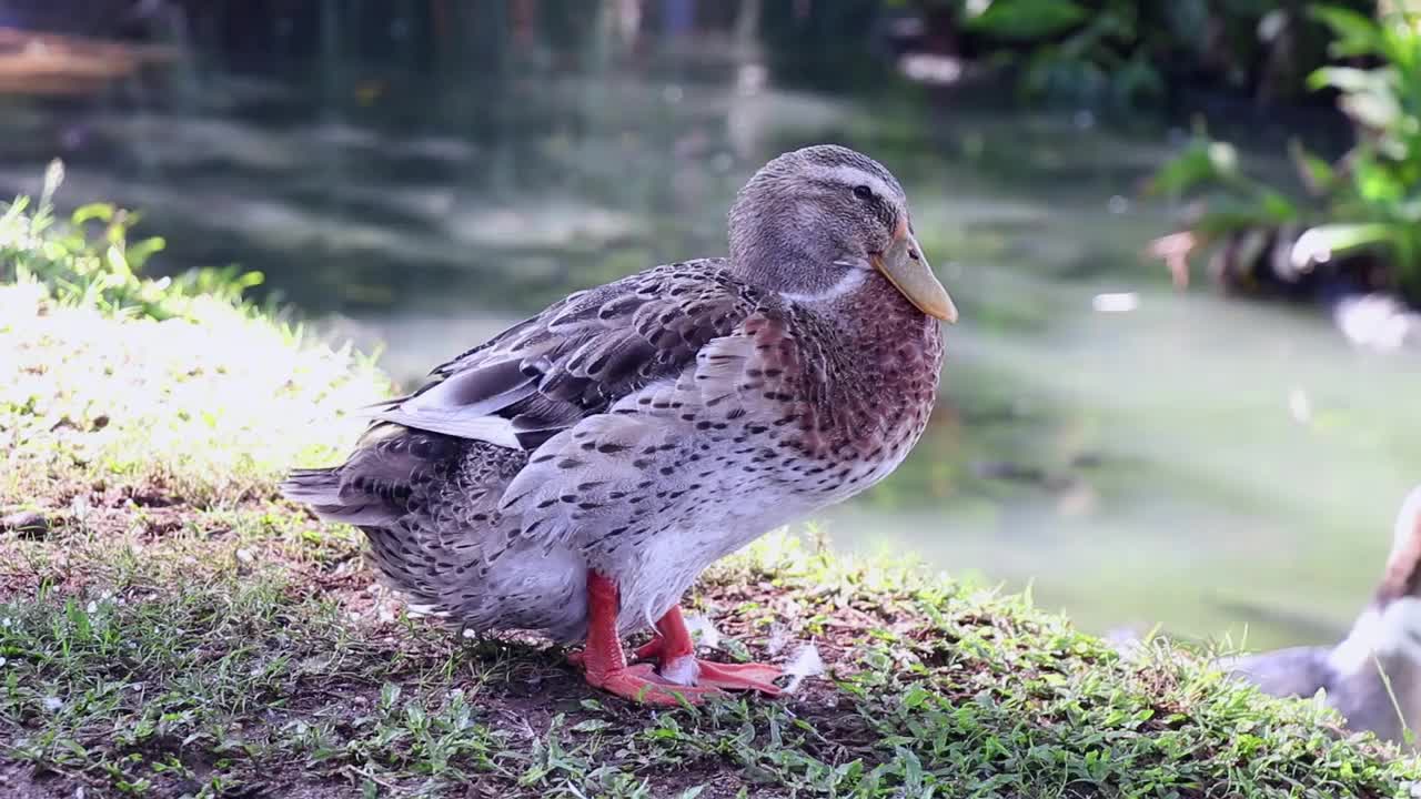 不同类型的行为，一个美丽的灰色鸭。视频素材