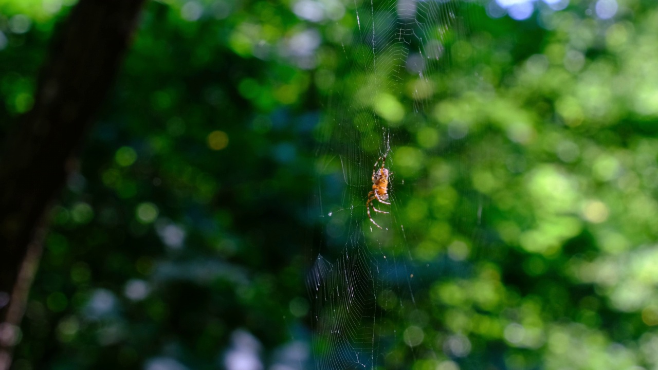在绿色的自然背景下，蜘蛛网上的蜘蛛蜘蛛的特写视频素材