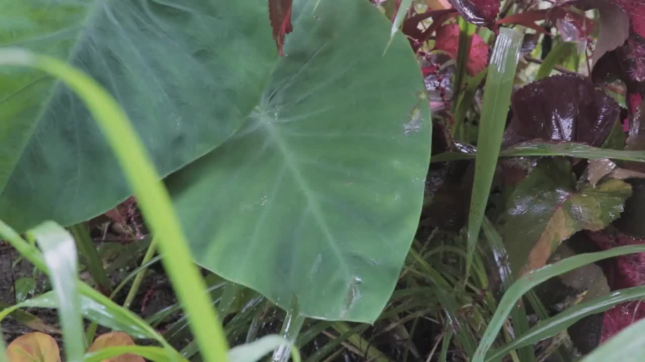 雨滴落在芋头叶子上视频素材