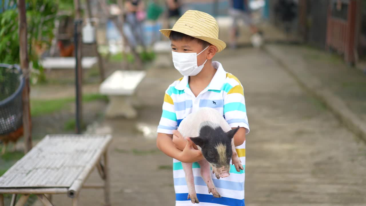 亚洲饲料和农场动物幼猪视频素材