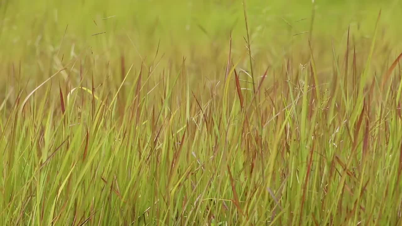 金色的草，阳光在风中摇曳视频素材