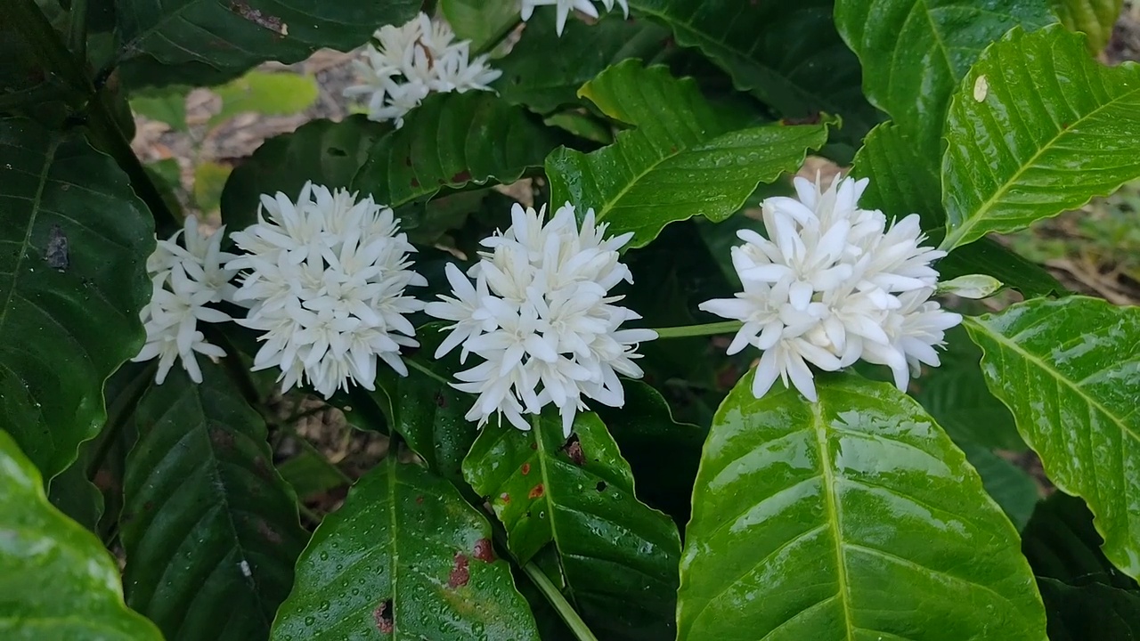 罗布斯塔咖啡花在绿色的树枝上绽放。视频素材