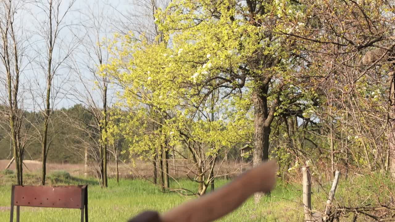 斧头卡在原木特写。机架对焦从背景到前景，相机向下移动视频素材