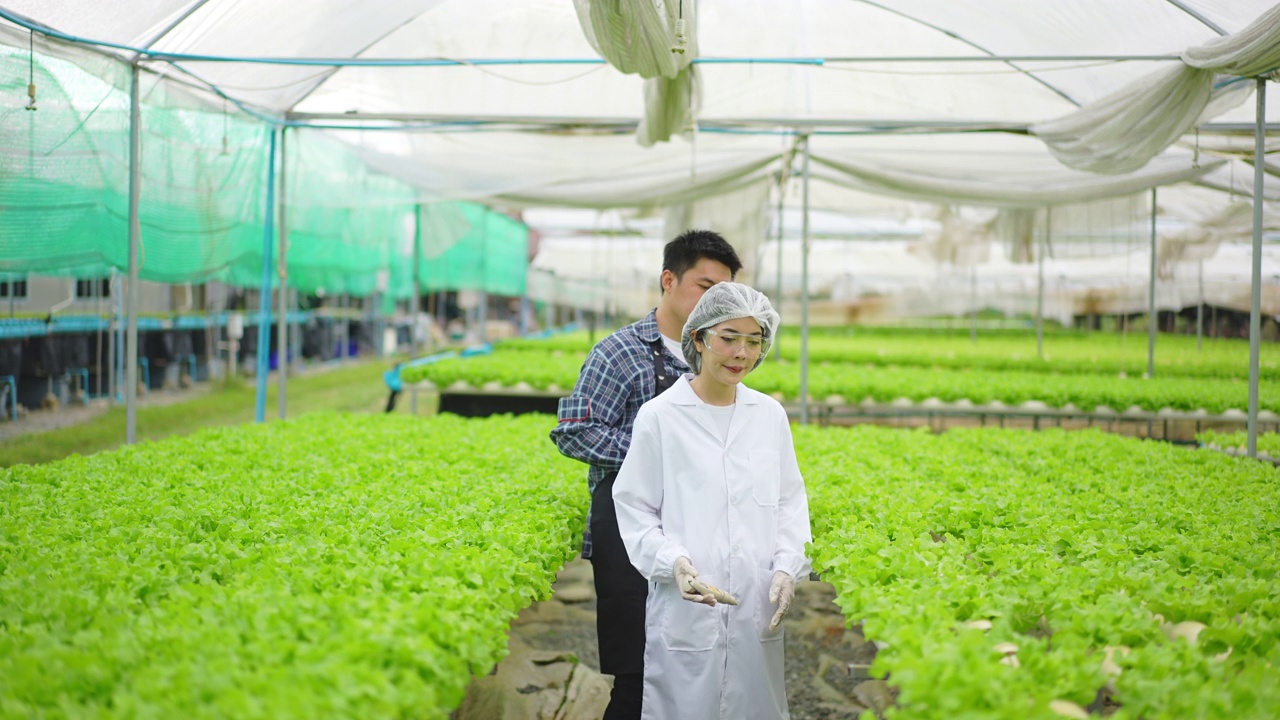 亚洲女性科学家和亚洲男性农民一起工作，在温室实验中检查一种有机蔬菜的水培实验结果。视频素材