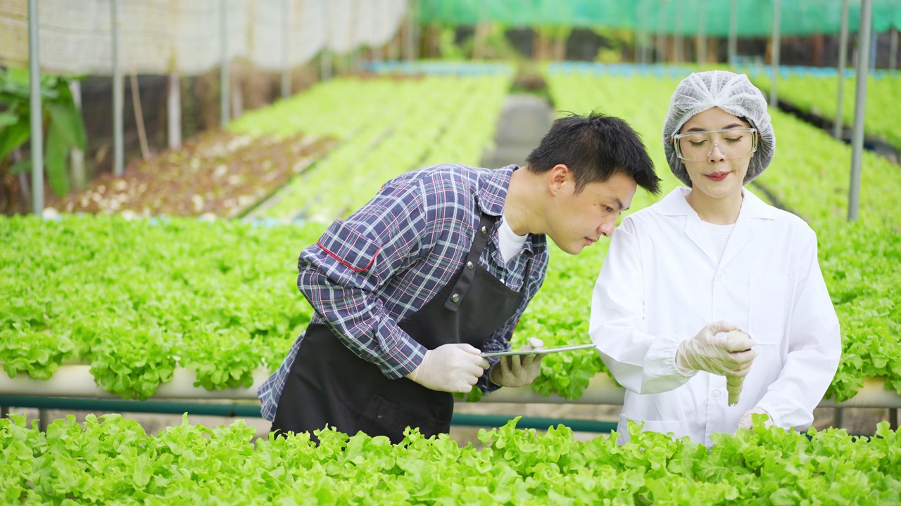 亚洲女性科学家和亚洲男性农民一起工作，在温室实验中检查一种有机蔬菜的水培实验结果。视频素材