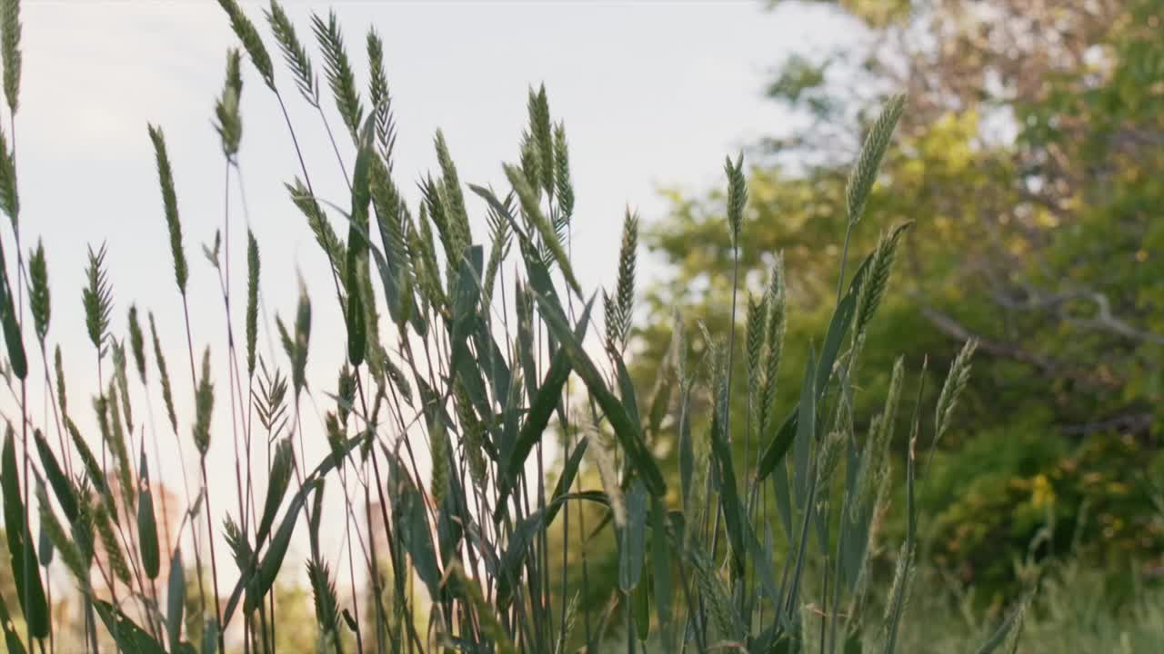 年轻夫妇在自然环境中。视频素材