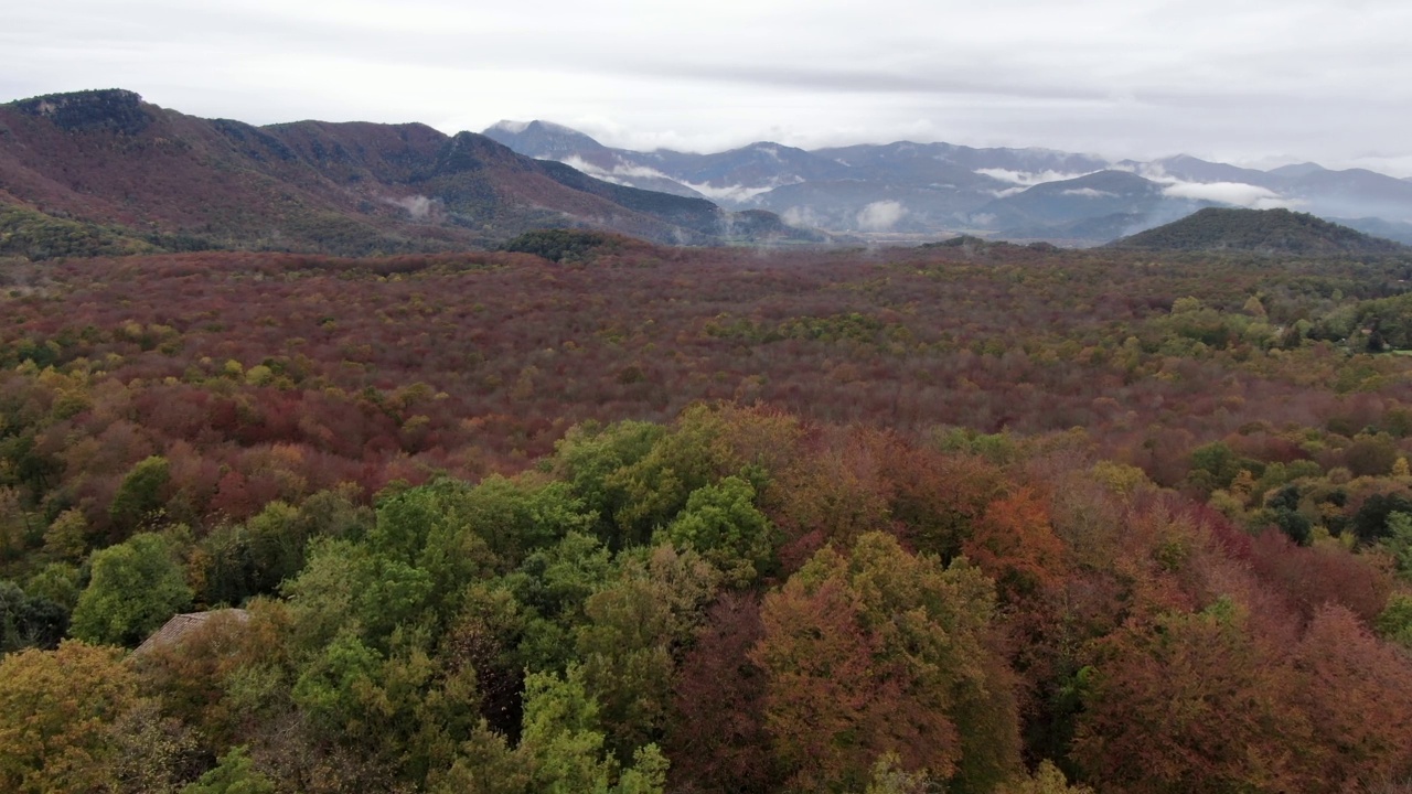 秋天的山毛榉田野无人机视图视频素材