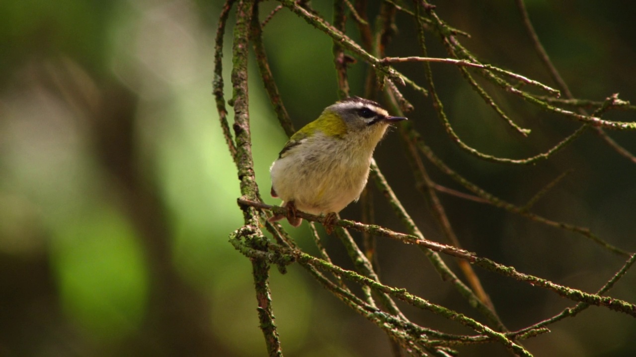 草原鹬(Saxicola rubetra)是一种鸣禽。大小约14厘米，重约15克。视频素材