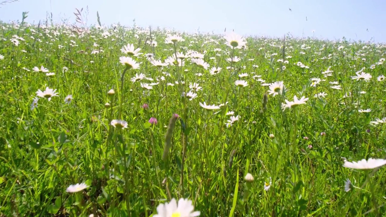 森林草地鲜花。野花以其芳香吸引昆虫。视频素材