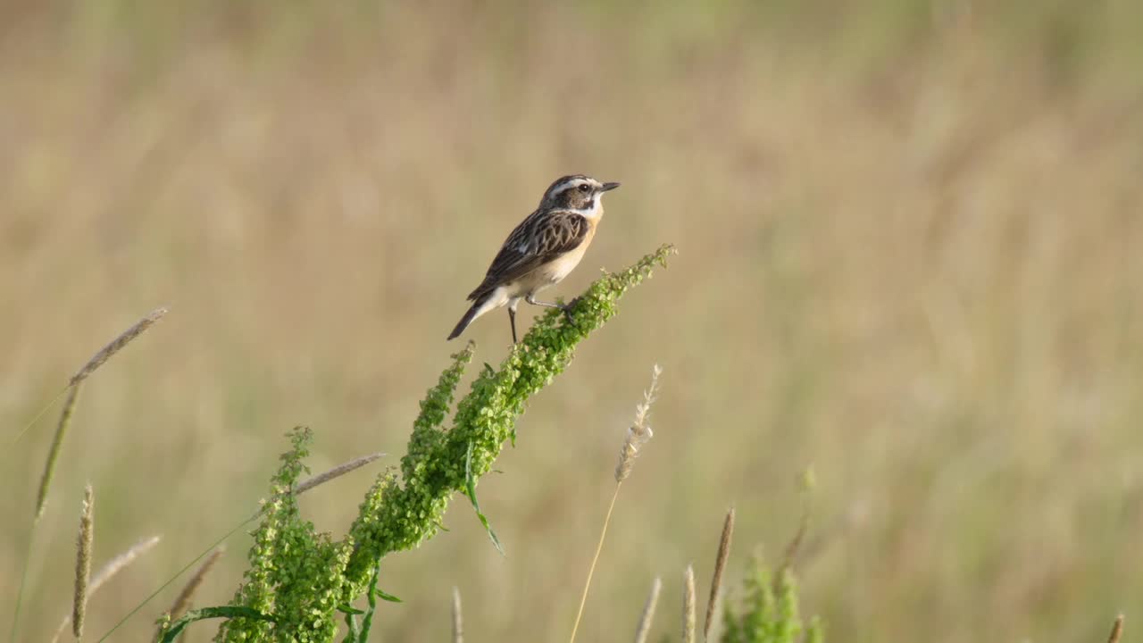 野云雀，或普通野云雀(Alauda arvensis)，是云雀科(Alaudidae)的一种雀形目鸟类。视频素材