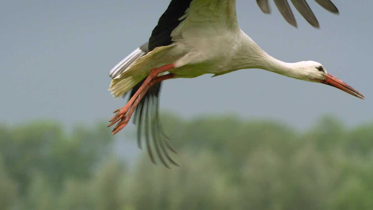 白色的鹳(lat。Ciconia Ciconia)在沼泽。视频素材