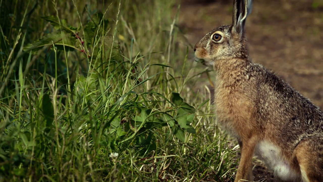 Hare-hare(天兔座europaeus)。野兔的特点是耳朵较长(9-14厘米)。视频素材