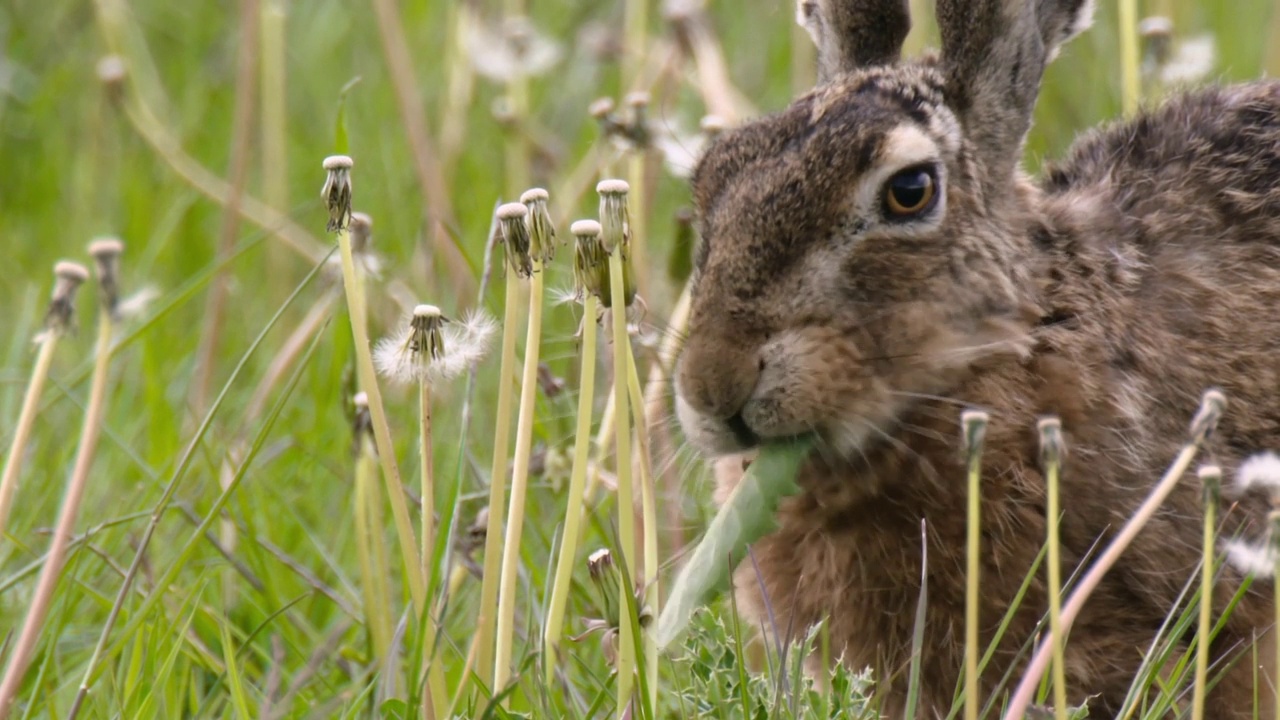 Hare-hare(天兔座europaeus)。野兔的特点是耳朵较长(9-14厘米)。视频素材