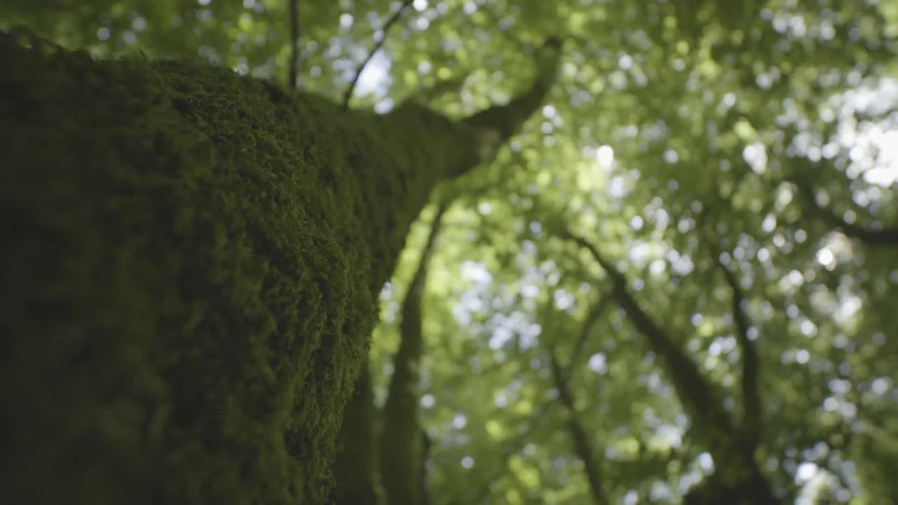 灌木丛在潜水视频素材