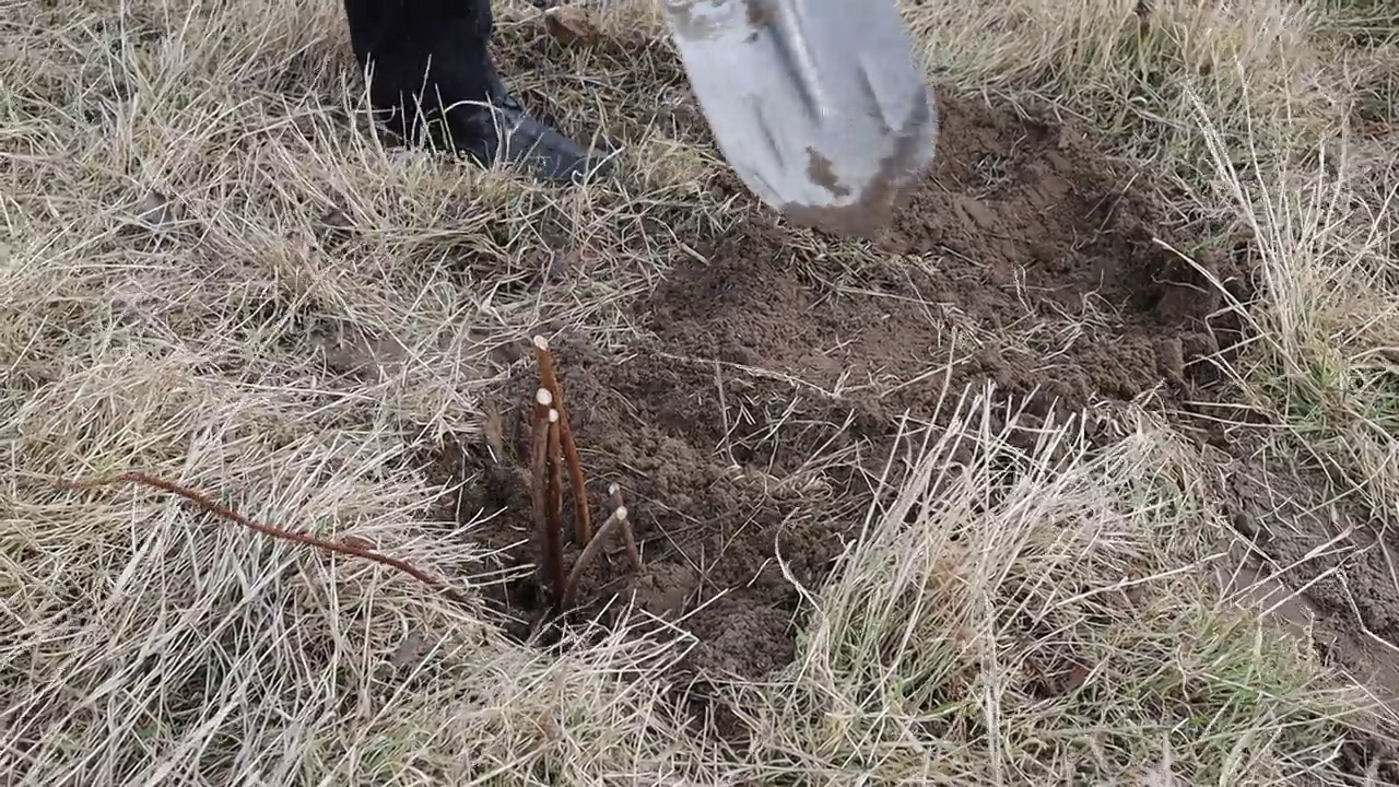 用铲子种植树莓幼苗视频素材