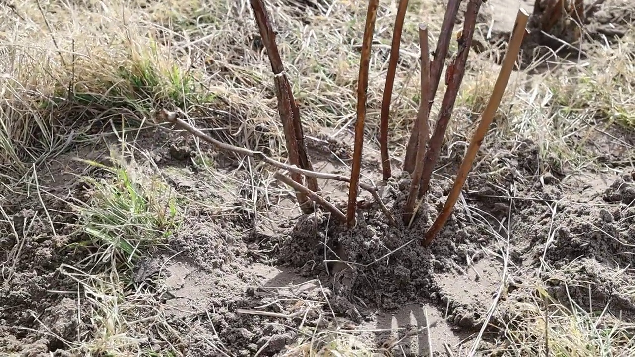 用铲子种植树莓幼苗视频素材