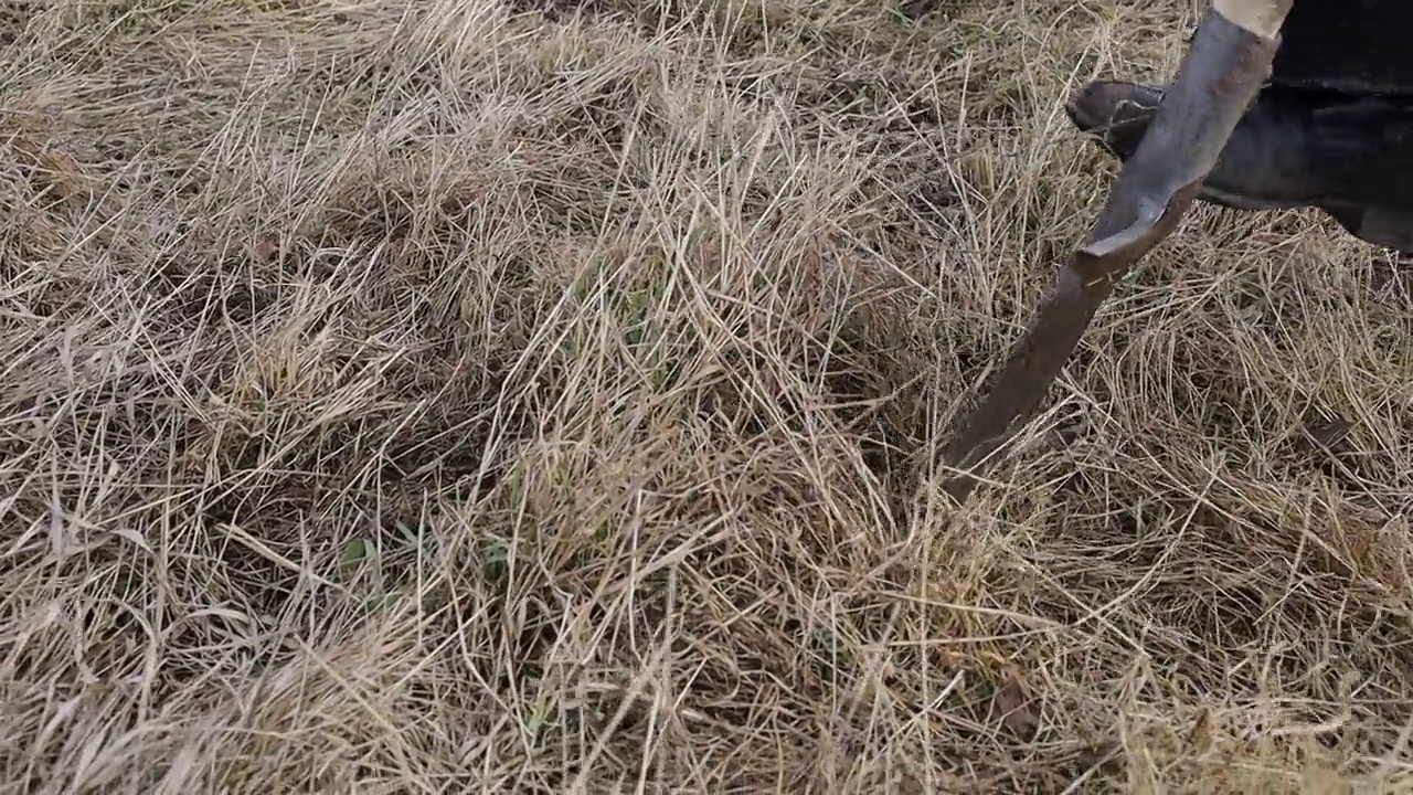 用铲子种植树莓幼苗视频素材