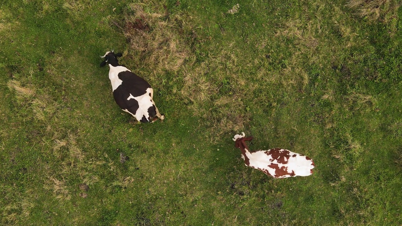 高空无人机飞过田野和两头放牧的奶牛。农场或农业概念。4 k分辨率视频视频素材