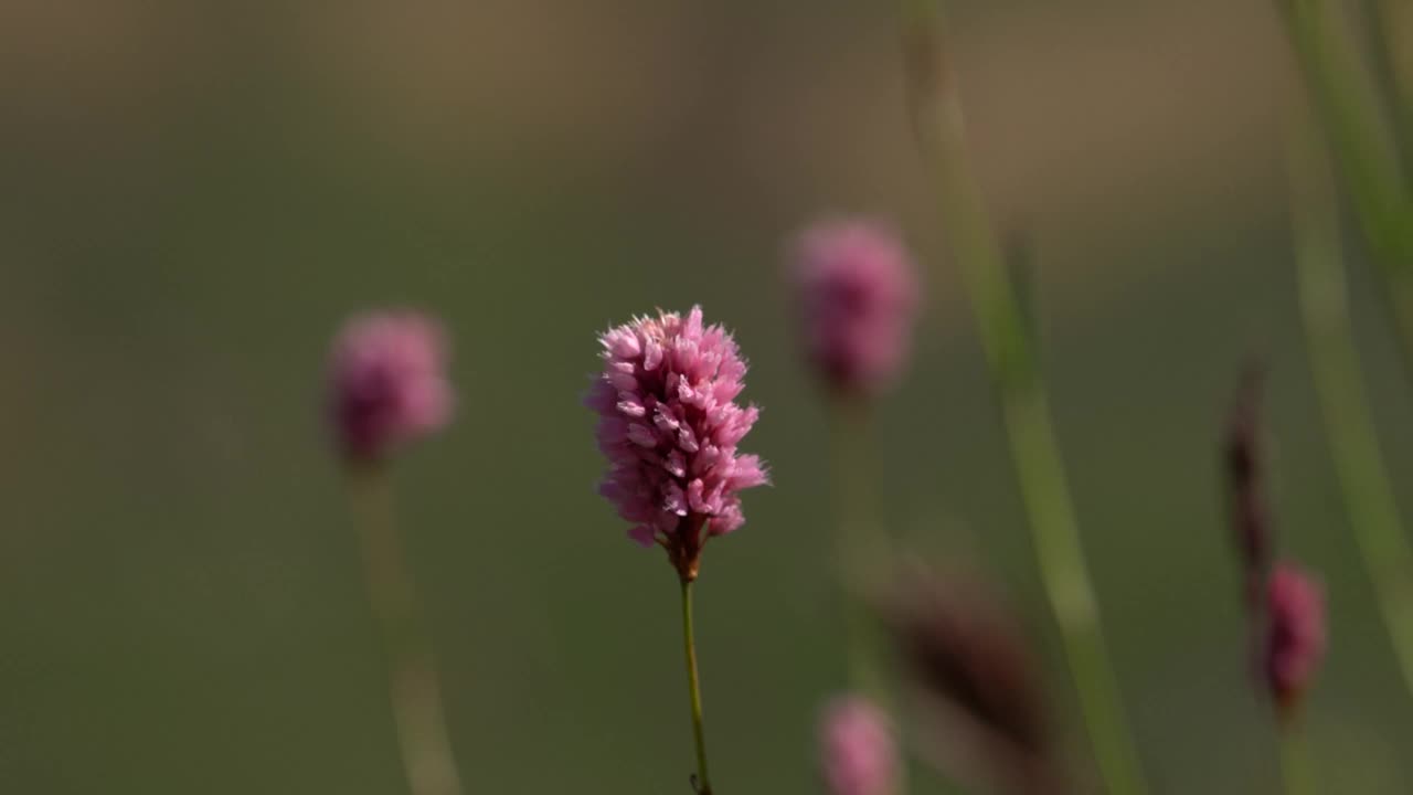 粉红色的花在模糊的背景在4K分辨率。从花到牛。视频素材