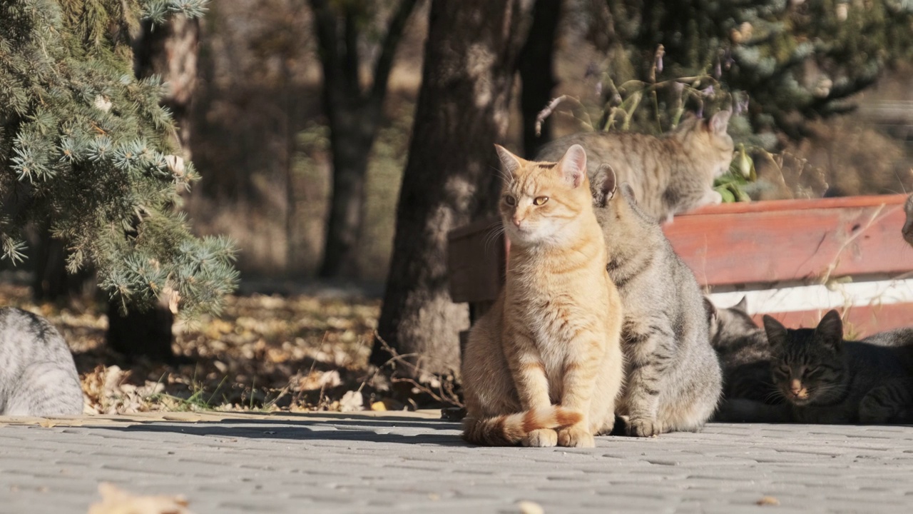 许多无家可归的猫一起坐在自然的公园里，慢镜头视频素材