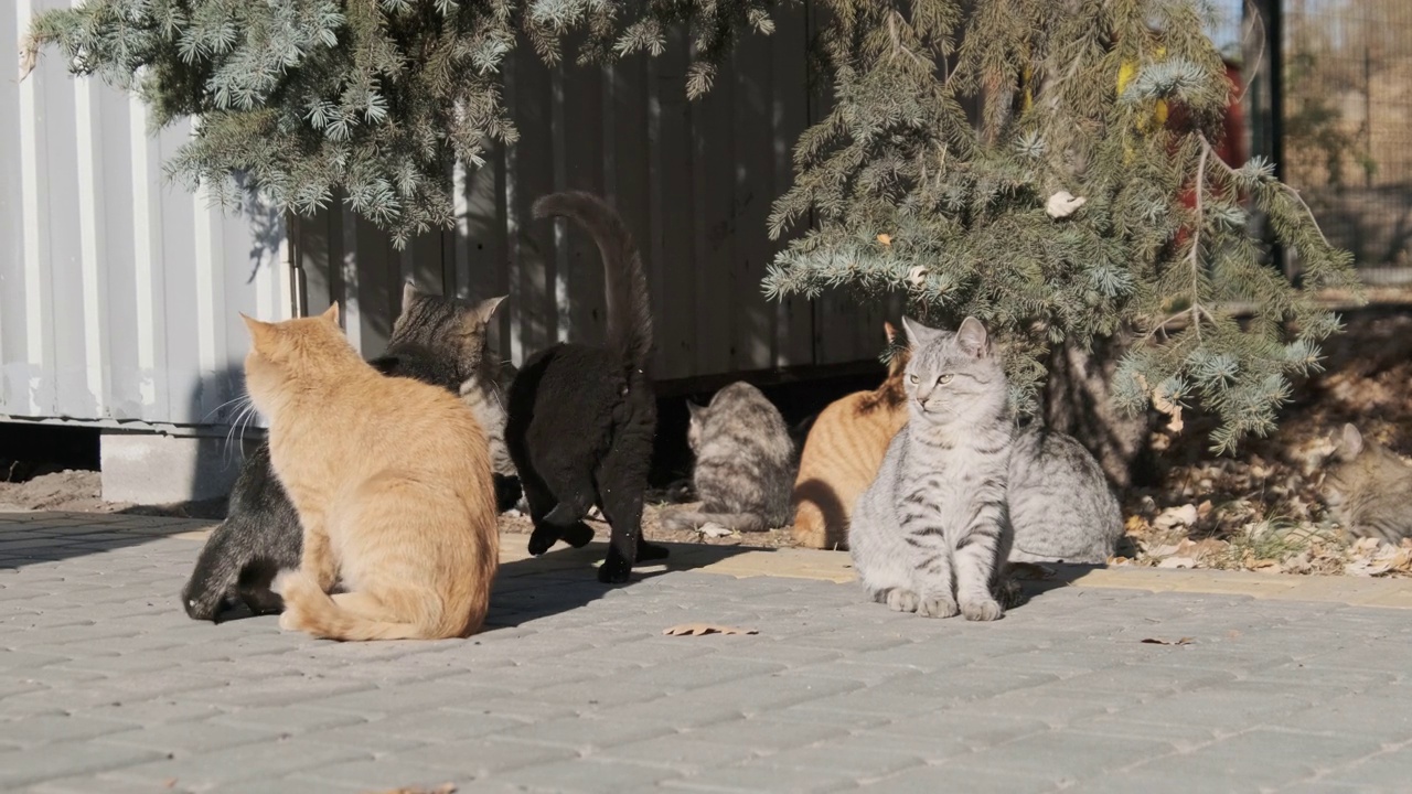 许多流浪猫一起坐在自然的公园里，慢镜头视频素材