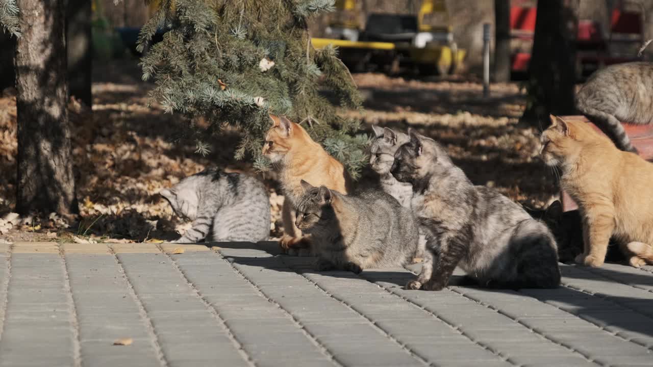 许多流浪猫一起坐在自然的公园里，慢镜头视频素材