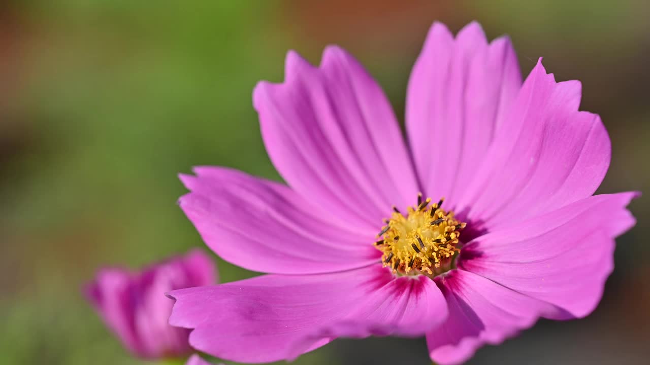 近距离拍摄美丽的粉红色宇宙花盛开在自然花园与微风自然视频素材