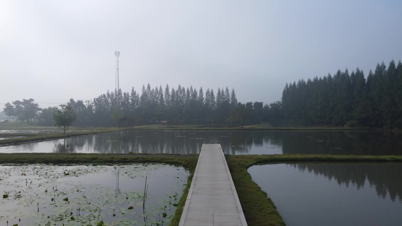 鸟瞰荷塘中央的步道和松树的景色。视频素材