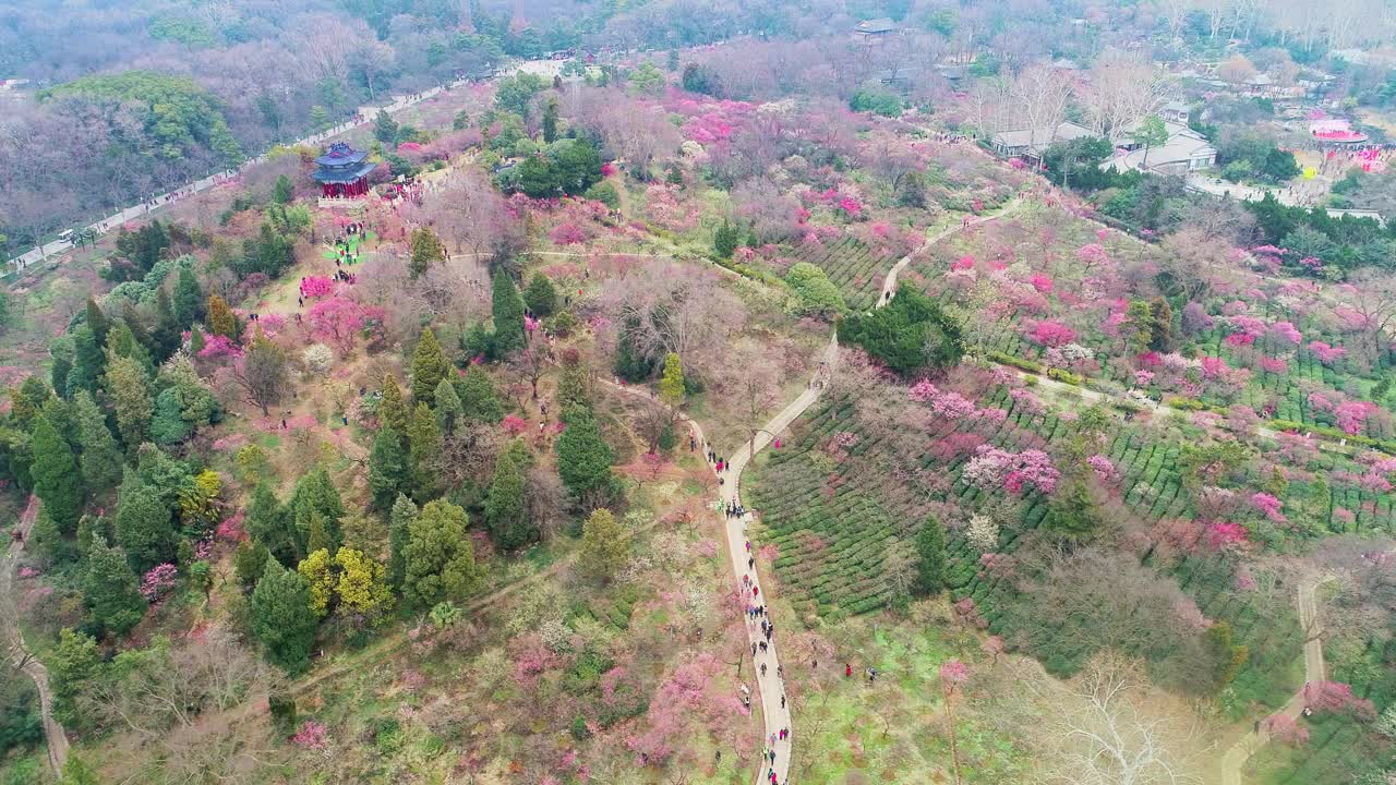 山坡上开满了粉红色的花朵视频素材