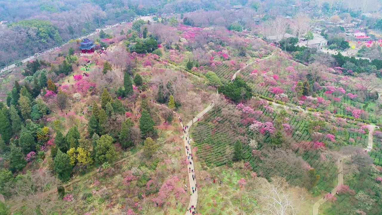 山坡上开满了粉红色的花朵视频素材