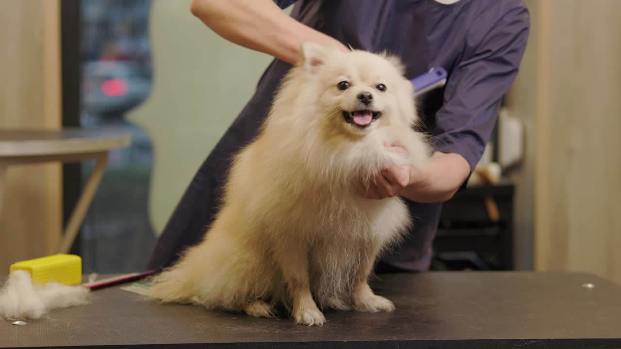 快乐可爱的白色博美犬正在美容院进行美容。专业照顾狗在专门的美容沙龙。视频下载